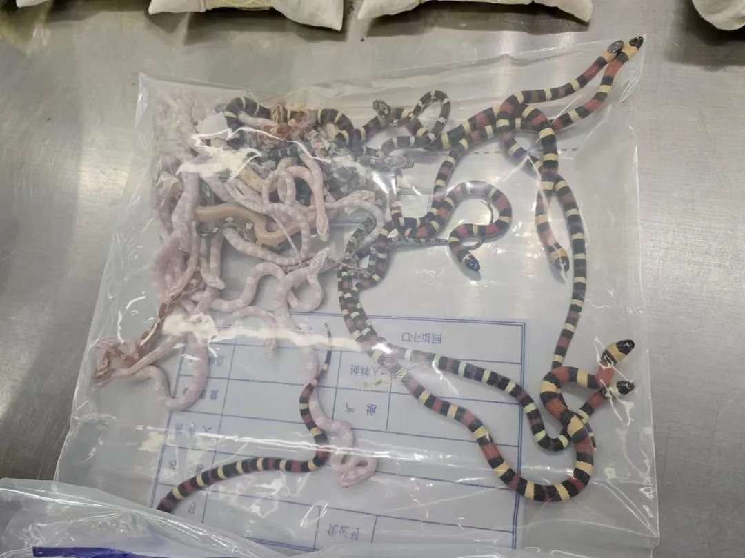Homem parado na alfândega com 104 cobras nas calças