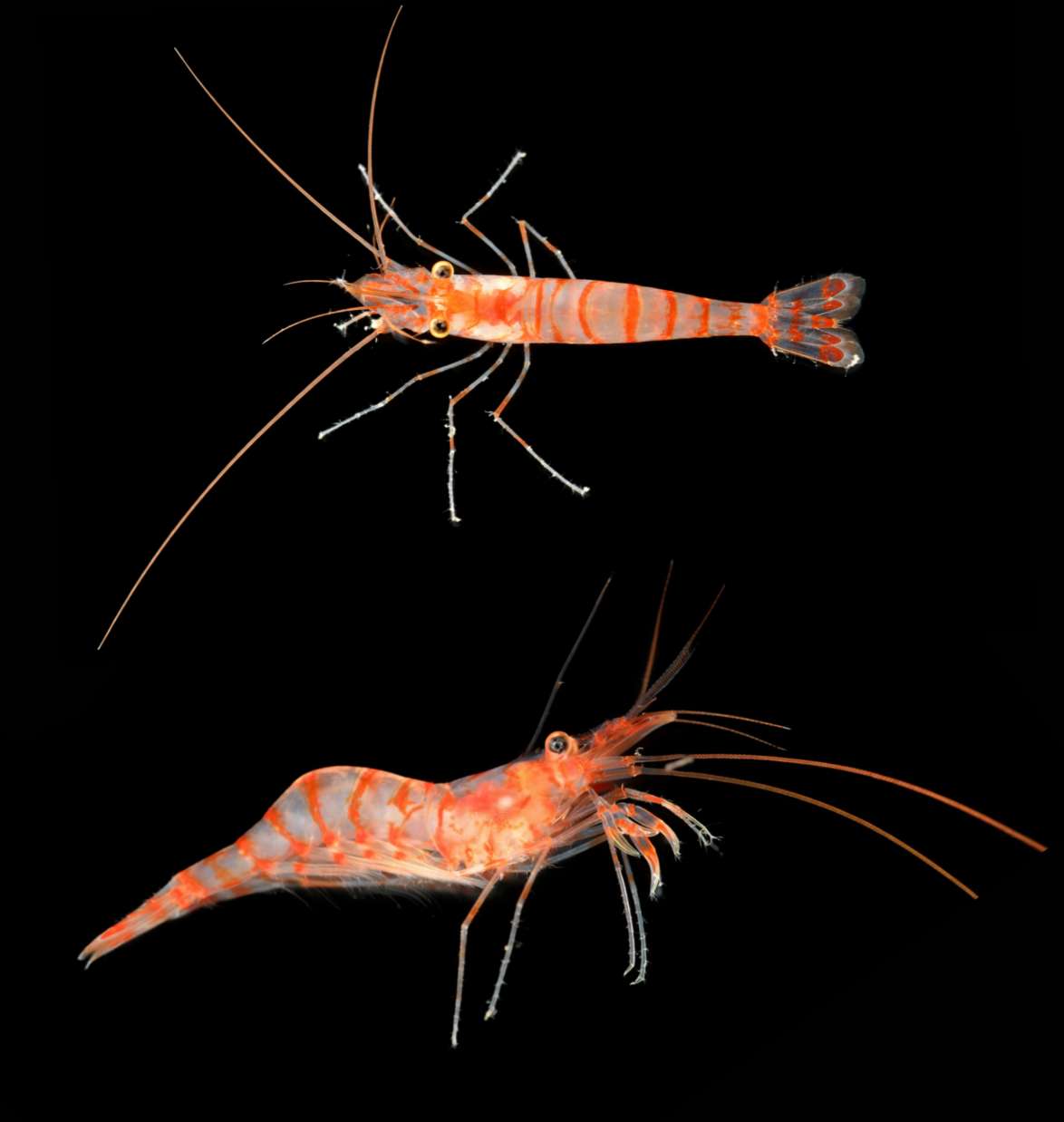 Ocean Census