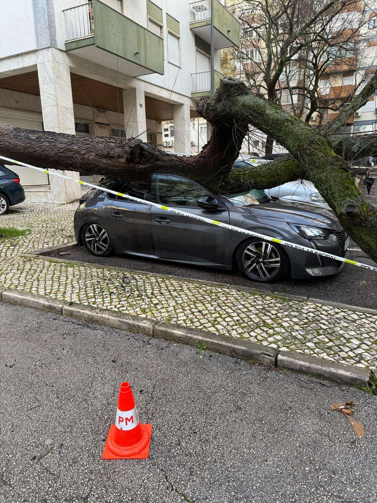Carro atingido por árvore na Estrada da Luz, em Lisboa