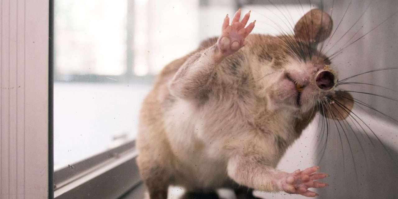Ratos treinados para detetarem minas terrestres, numa experiência em Bogotá