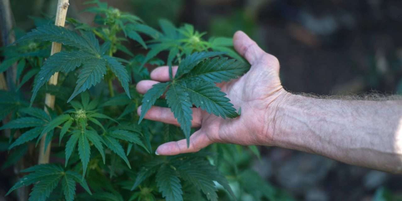 A canábis pode ser usada para tratar alguns sintomas da esclerose múltipla e retardar o avanço da doença