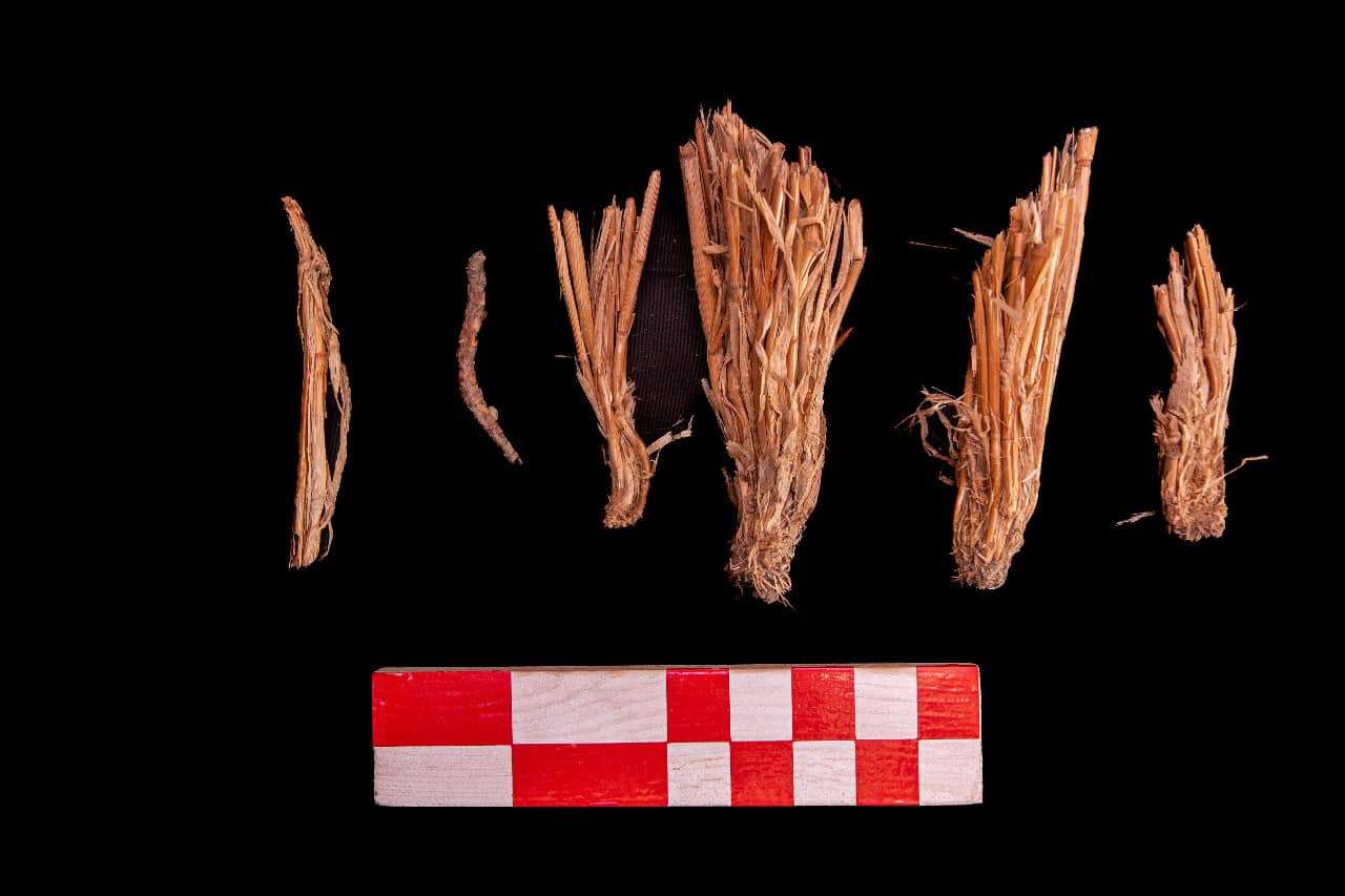 Raízes de algumas plantas encontradas em Sohag no Egito