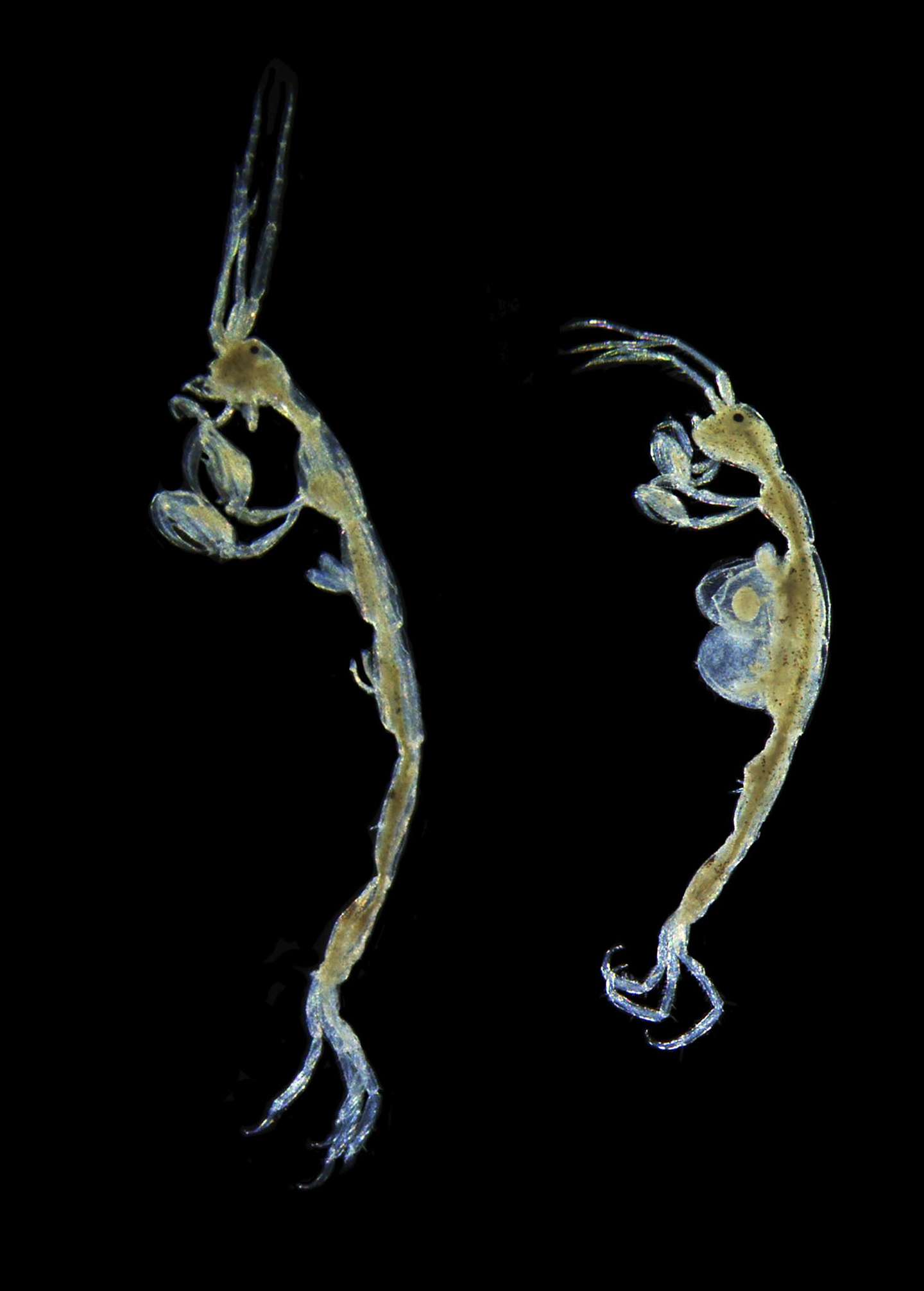 Nova espécie de crustáceo Ocean Census