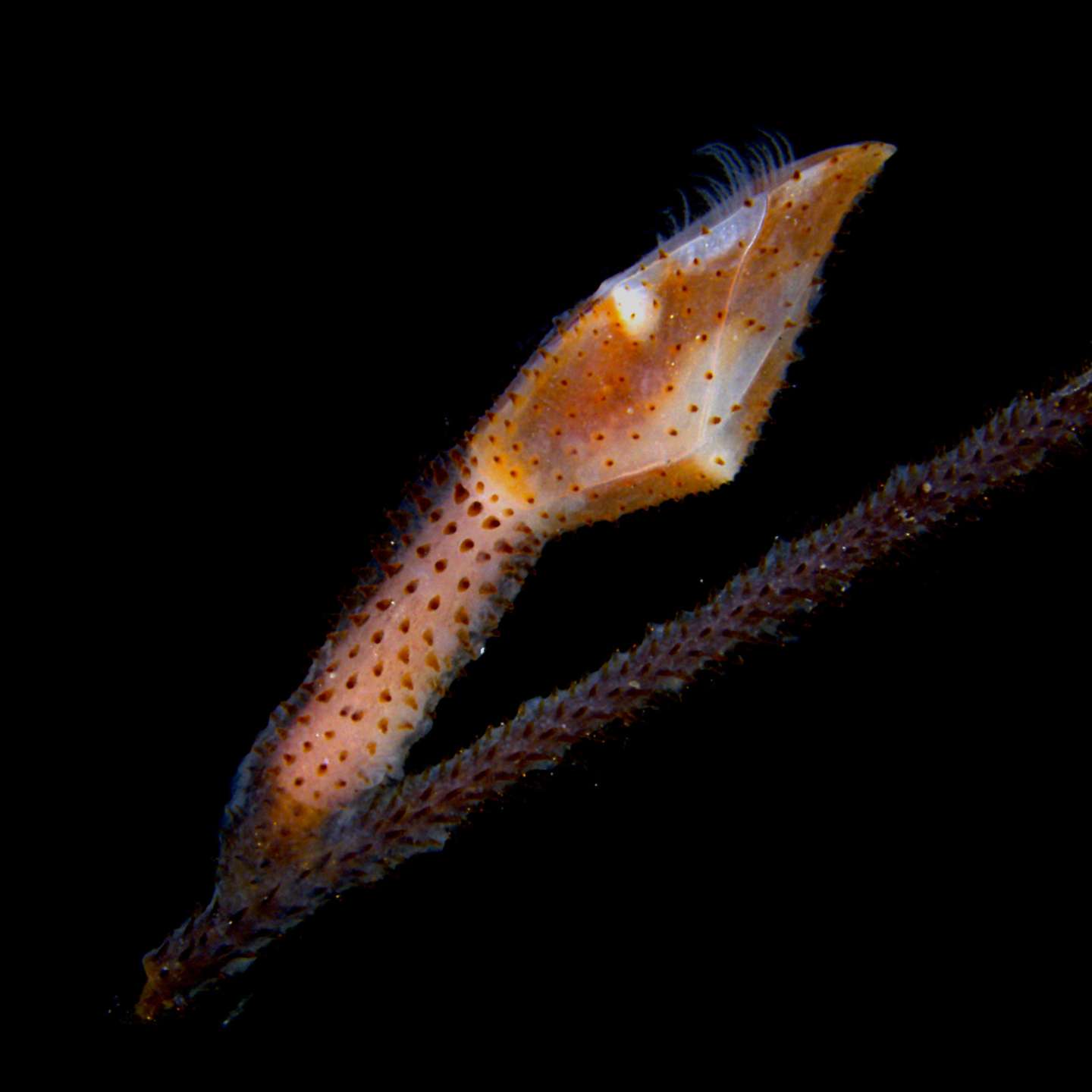Nova espécie de crustáceo Ocean Census