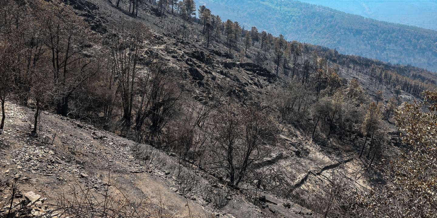 Encostas da Serra da Lousã queimadas pelo fogo que fustigou a serra durante a última semana, Lousã, 22 de agosto de 2025. PAULO NOVAIS/LUSA