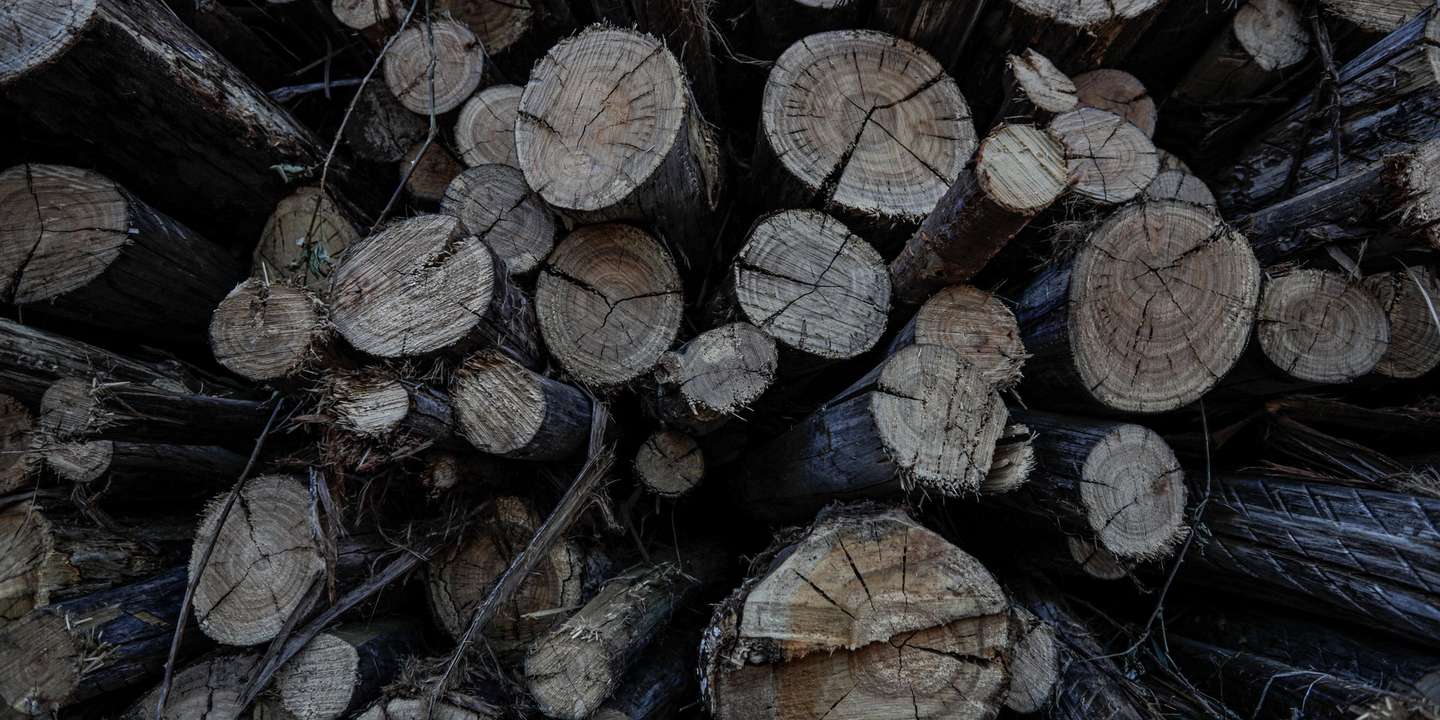 Trinta mil toneladas de madeira queimada na sequência do incêndio de 2018 em Monchique aguardam a efetivação de um protocolo com o Governo para serem cortadas e retiradas do terreno, segundo o presidente da câmara, em Monchique, Faro, 06 de julho de 2021. O autarca revelou que cinco mil toneladas de madeira já cortadas e empilhadas ao longo de várias estradas da serra começaram esta semana a ser transportadas para a fábrica de produção de biomassa em Huelva, Espanha, num transporte financiado pela Câmara de Monchique, no distrito de Faro (Algarve). (ACOMPANHA TEXTO DE 16 DE JULHO DE 2021). LUÍS FORRA/LUSA