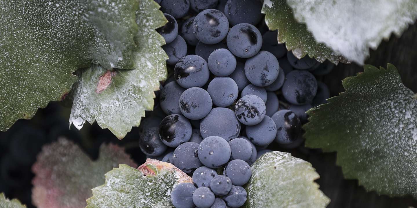 Vindimas na freguesia de Cabeção, Mora, 10 de setembro de 2022. O produtor do vinho de talha de barro da marca Cananó, José Vieira, 53 anos, começou a ajudar o seu pai nas vindimas com apenas 13 anos e aos 17 produziu a sua primeira talha de vinho. A fermentação continua a ser feita em talha de barro que, por ser porosa, permite ao vinho respirar pelos poros do barro. (IMAGEM DISTRIBUIDA NO DIA 13 SETEMBRO 2022). CARLOS M. ALMEIDA/LUSA