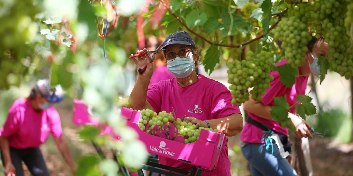 Uma trabalhadora acena à ministra da Agricultura, Maria do Céu Antunes (ausente na imagem), durante a colheita das uvas na Herdade Vale da Rosa, produtora de uvas de mesa. Ferreira do Alentejo, 31 de julho de 2020. NUNO VEIGA/LUSA