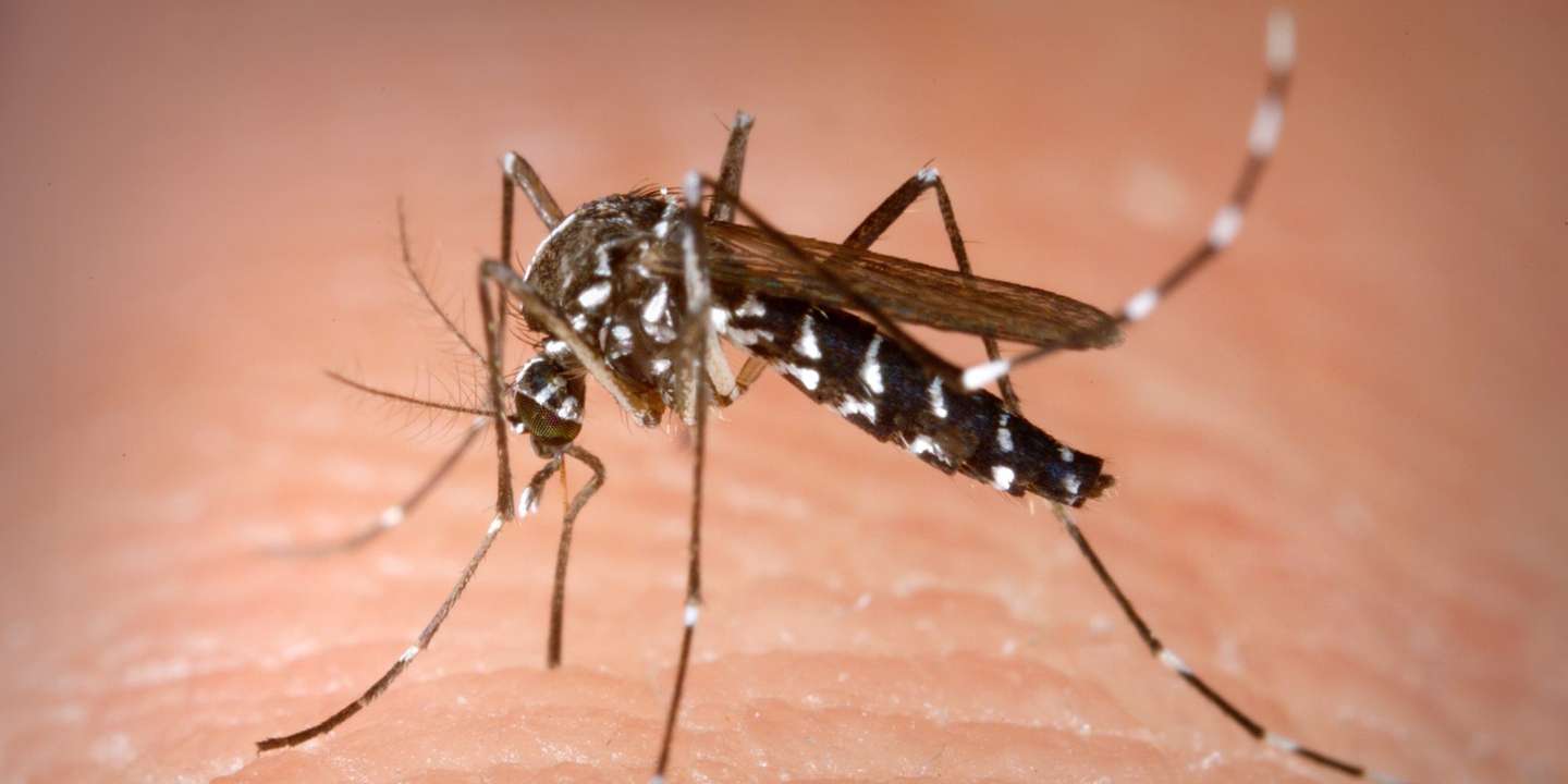 Aedes albopictus
