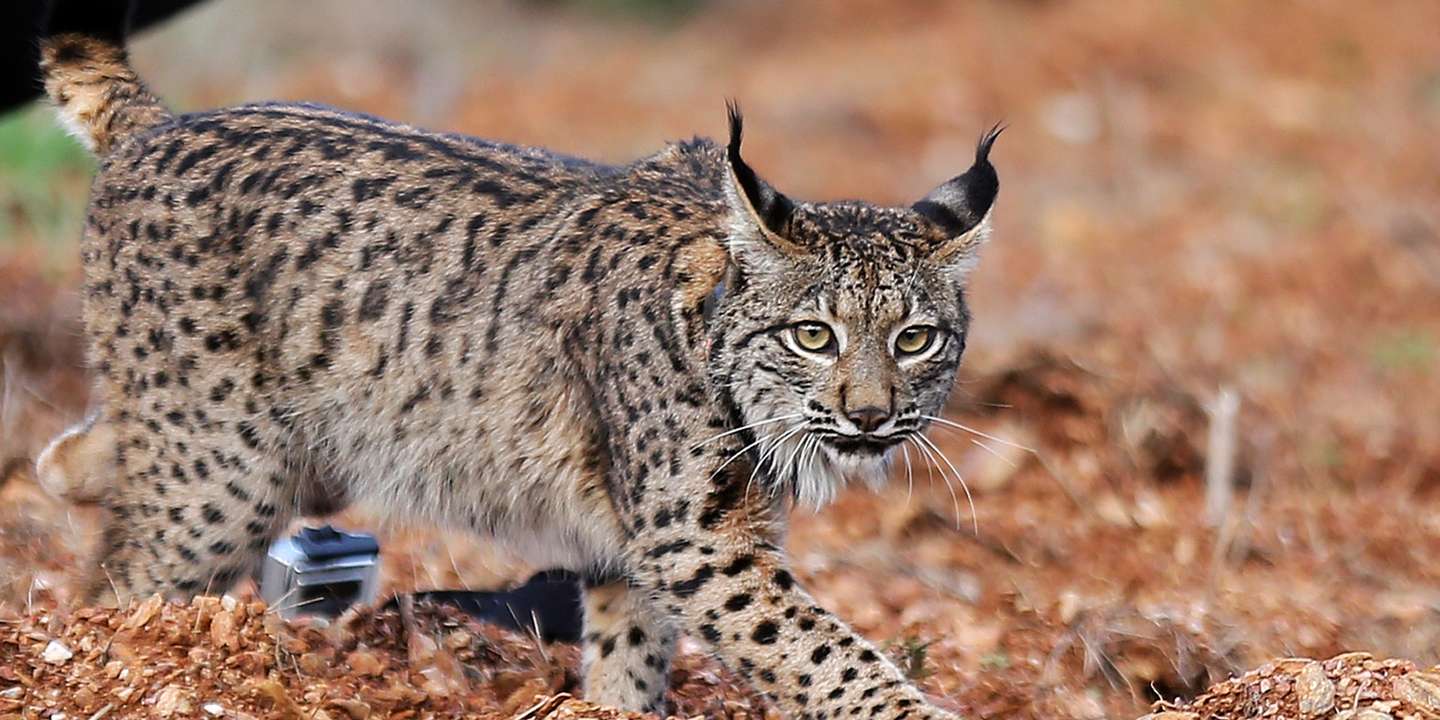 O lince macho "Ouriço" é posto em liberdade no Parque Natural do Vale do Guadiana, solta que é integrada na quarta época de reintrodução da espécie em Portugal, Serpa, 01 de março de 2018. NUNO VEIGA/LUSA