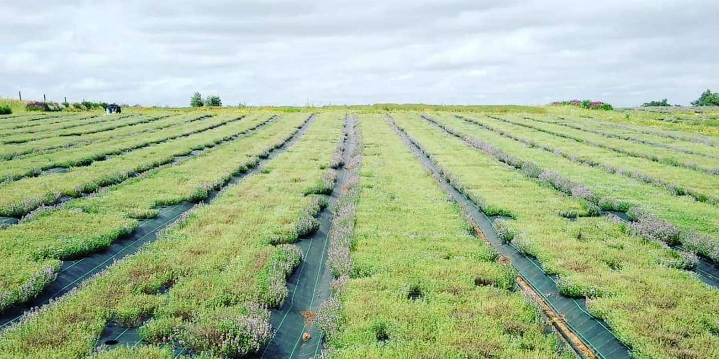 Os campos biológicos da Green Boost foram inutilizados depois de uma contaminação com folpete, um fungicida usado em videiras