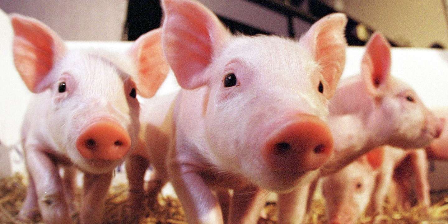 World's First Cloned Pigs