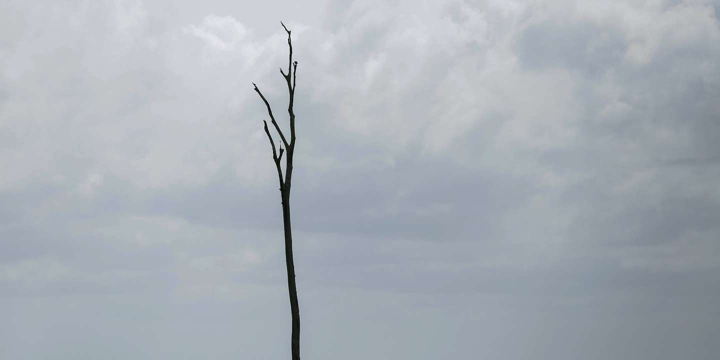 epa11017841 A view of usually submerged tree trunks reaching over the surface of the waters of Gatun Lake which is affected by climate change in Panama City, Panama, 07 December 2023 (issued 08 December 2023). The severe drought, a consequence of the El Nino phenomenon and the prolongation of the dry season, has set off alarm bells at the Panama Canal, forcing the interoceanic waterway to implement drastic measures to deal with this unprecedented situation in 2023.  EPA/Carlos Lemos