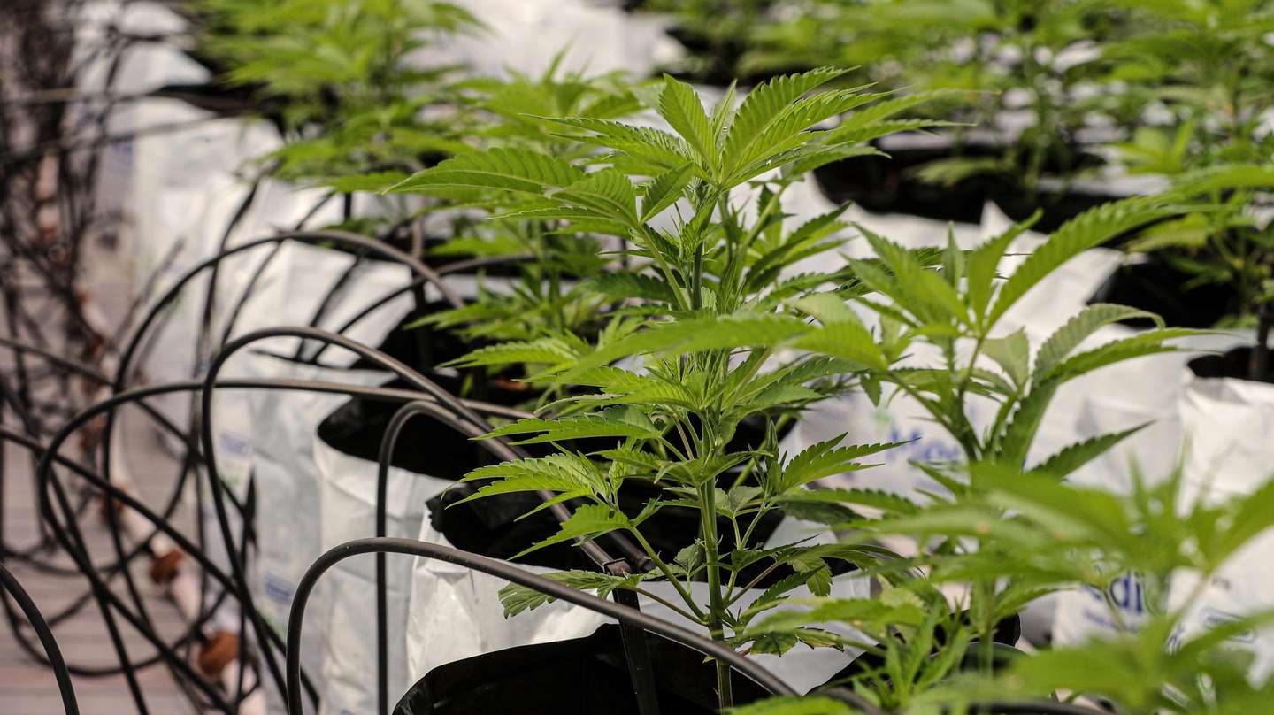 Uma empresa de Altura produz canábis para fins medicinais,
