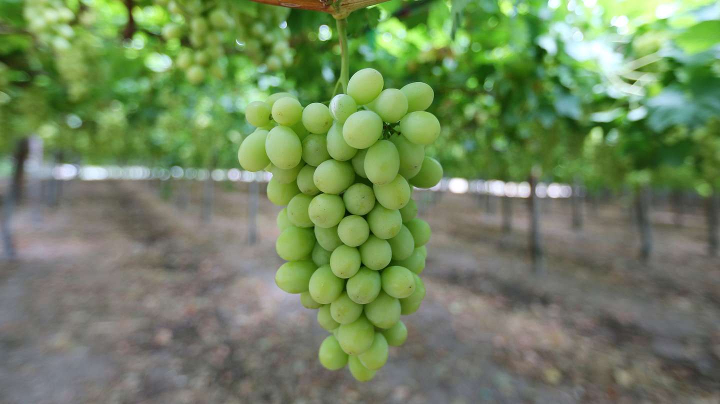 Vinhas da empresa Vale da Rosa, em Ferreira do Alentejo, 30 de junho de 2017. NUNO VEIGA/LUSA