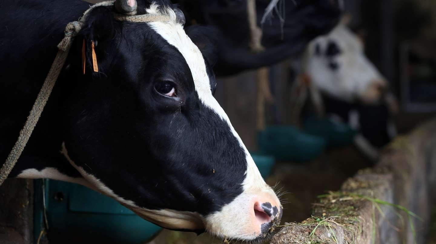 Altos custos de produção em período de incerteza preocupam produtores de leite