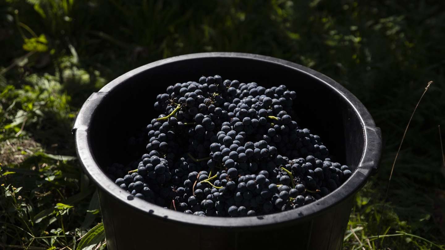 Um balde com uvas nas vindimas numa quinta em Monção, Viana do Castelo, 27 de setembro de 2022. Segundo dados da Comissão de Viticultura da Região dos Vinhos Verdes (CVRVV), a sub-região de Monção e Melgaço tem uma área total de 45 mil hectares, 1.730 dos quais cultivados com vinha, sendo que a casta Alvarinho ocupa cerca de 1.340 hectares. (ACOMPANHA TEXTO DA LUSA DO DIA 28 DE SETEMBRO DE 2022). JOSÉ COELHO/LUSA