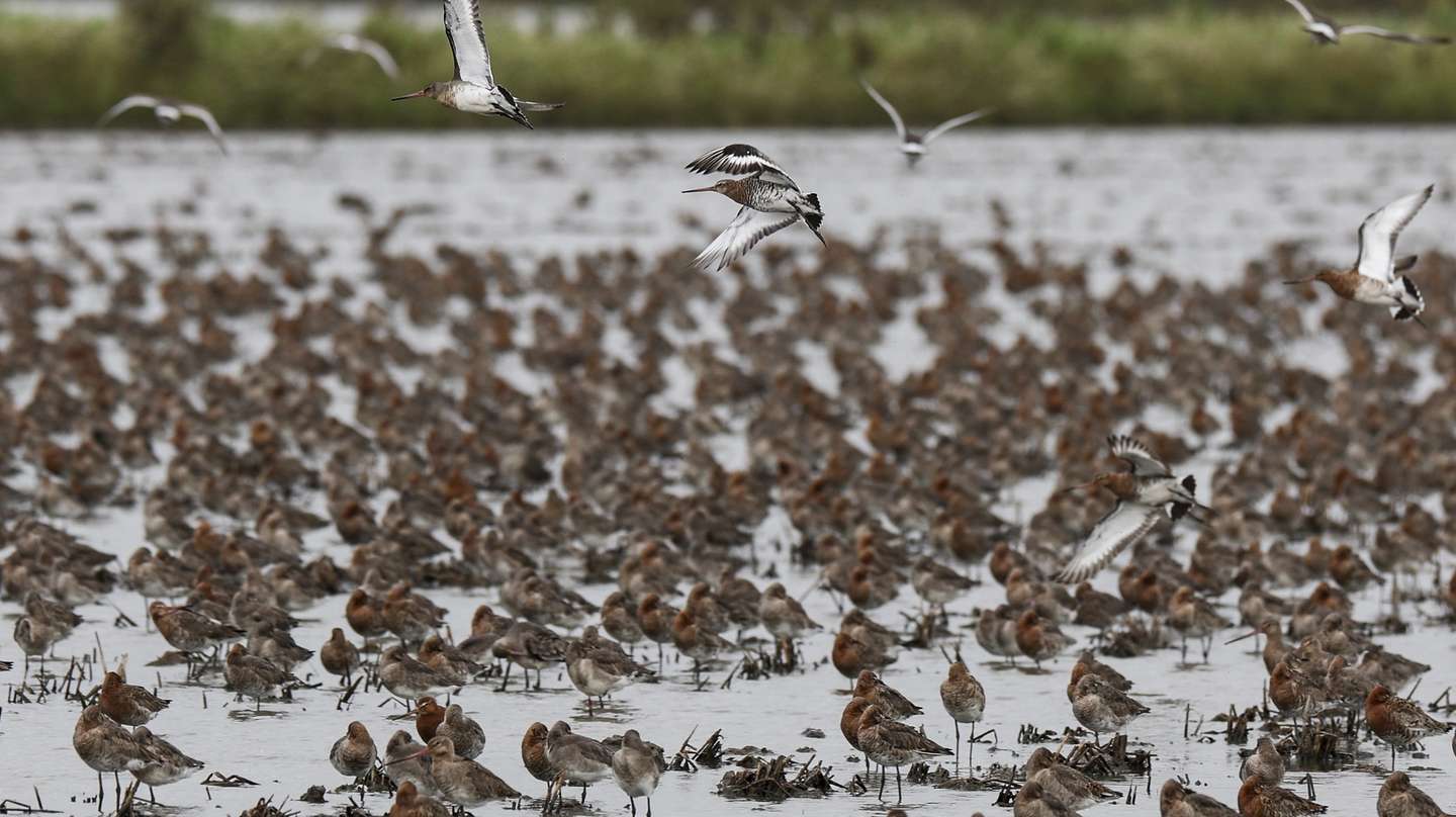 Maçarico-de-bico-direito na lezíria do Tejo, onde se estima que 200.000 a 300.000 aves de várias espécies migram anualmente entre o norte da Europa e o Estuário do rio Tejo, em Vila Franca de Xira, 07 de fevereiro de 2024. O Instituto da Conservação da Natureza e das Florestas (ICNF) chumbou a prorrogação da Declaração de Impacto Ambiental do aeroporto do Montijo com base em novos estudos sobre as aves. (ACOMPANHA TEXTO DA LUSA DO DIA 10 DE FEVEREIRO DE 2024). MIGUEL A. LOPES/ LUSA