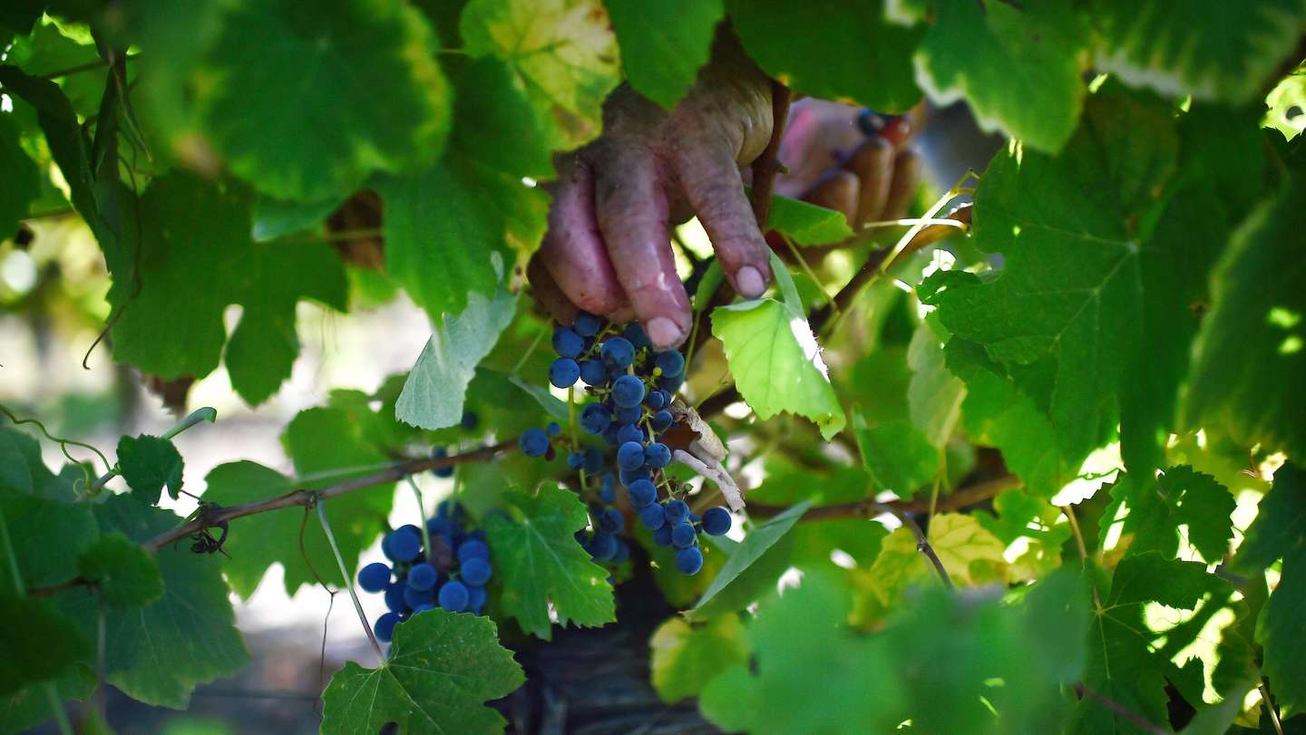 Trabalhadores durante o corte das uvas numa vindima no Dão, em Nelas, Viseu, 15 de setembro de 2020. (16 DE SETEMBRO DE 2020). NUNO ANDRÉ FERREIRA/LUSA