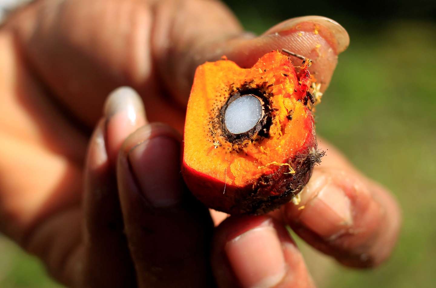 epa08220221 A worker shows an oil palm fruit, in Maria La Baja, Colombia, 14 February 2020 (issued 15 February 2020). Colombian palm oil producers believe there are 'commercial reasons' behind the restrictions that the European Union (EU) and Norway have imposed on biofuels produced with that resource, claiming they do not come from clean crops and they cause deforestation. The EU is planning to phase out palm oil in biofuels by 2030.  EPA/RICARDO MALDONADO ROZO