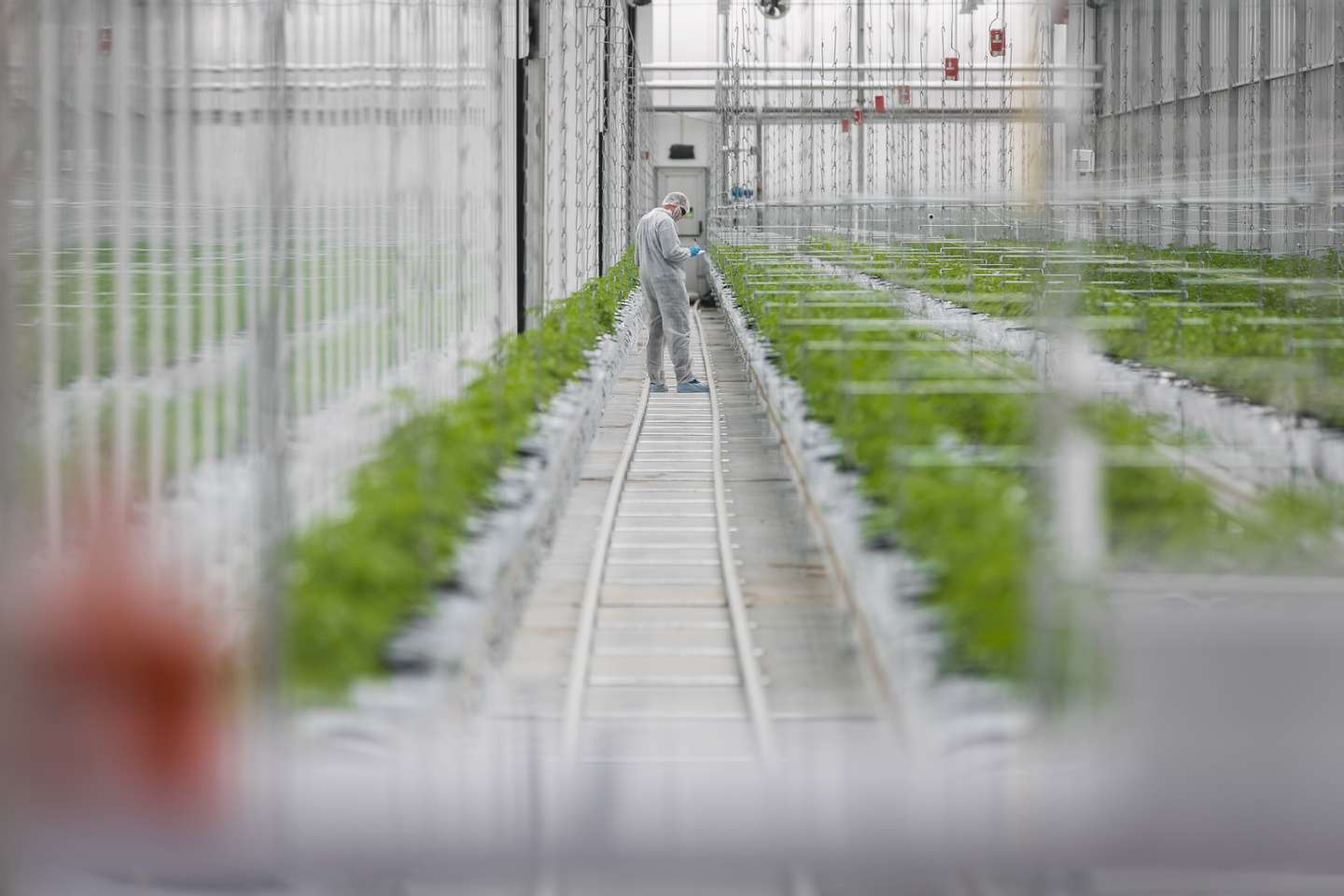 Inauguração das instalações de produção de canábis medicinal da Tilray em Portugal, em Cantanhede. JOÃO PORFÍRIO/OBSERVADOR