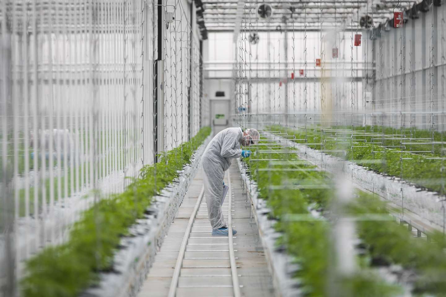 Inauguração das instalações de produção de canábis medicinal da Tilray em Portugal, em Cantanhede. JOÃO PORFÍRIO/OBSERVADOR