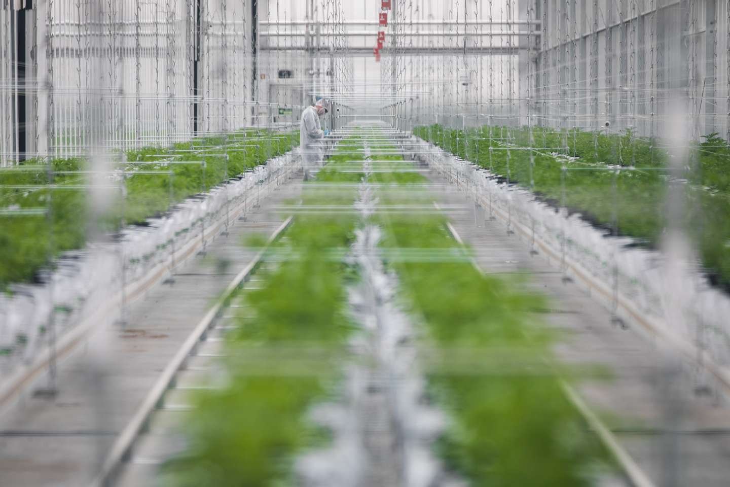 Inauguração das instalações de produção de canábis medicinal da Tilray em Portugal, em Cantanhede. JOÃO PORFÍRIO/OBSERVADOR