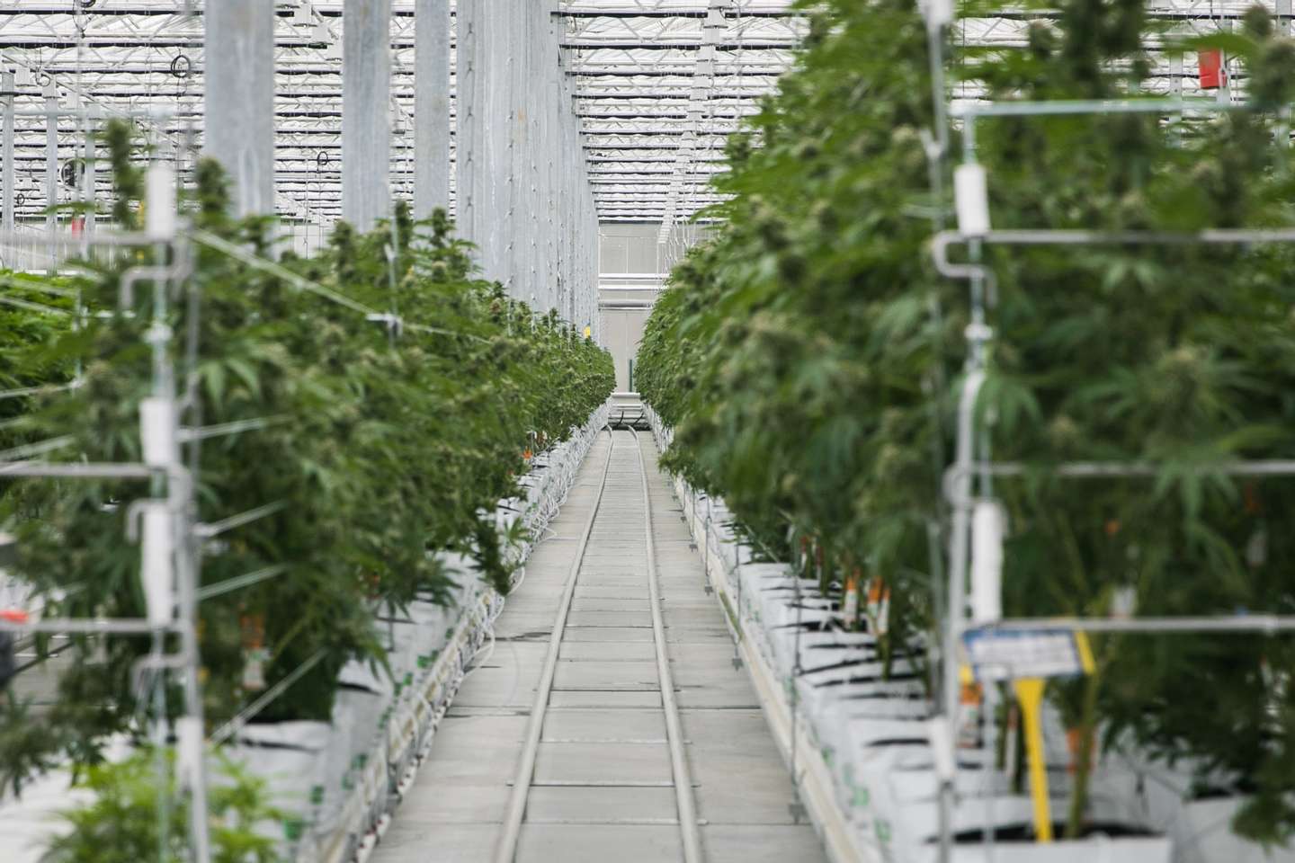 Inauguração das instalações de produção de canábis medicinal da Tilray em Portugal, em Cantanhede. JOÃO PORFÍRIO/OBSERVADOR