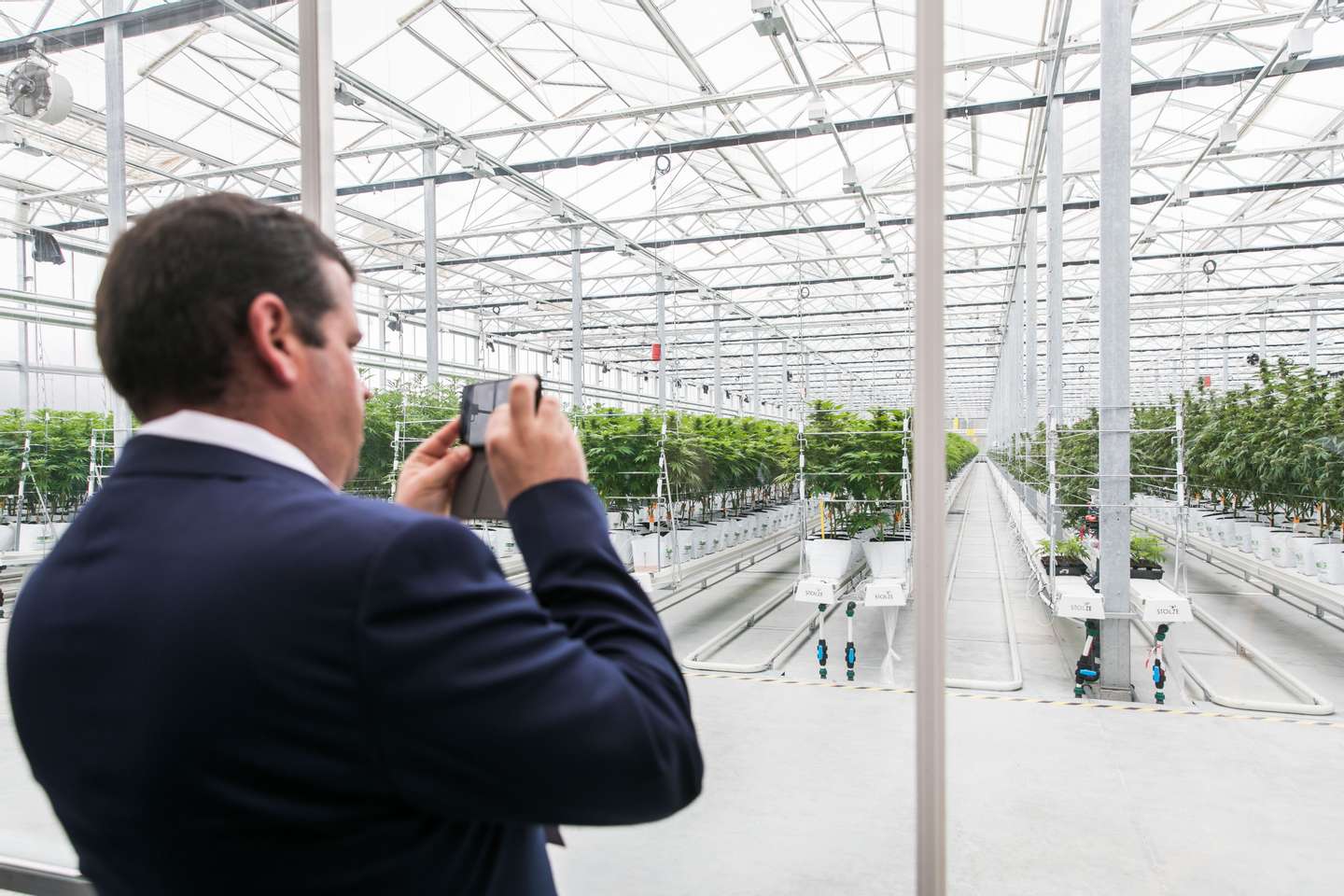 Inauguração das instalações de produção de canábis medicinal da Tilray em Portugal, em Cantanhede. JOÃO PORFÍRIO/OBSERVADOR