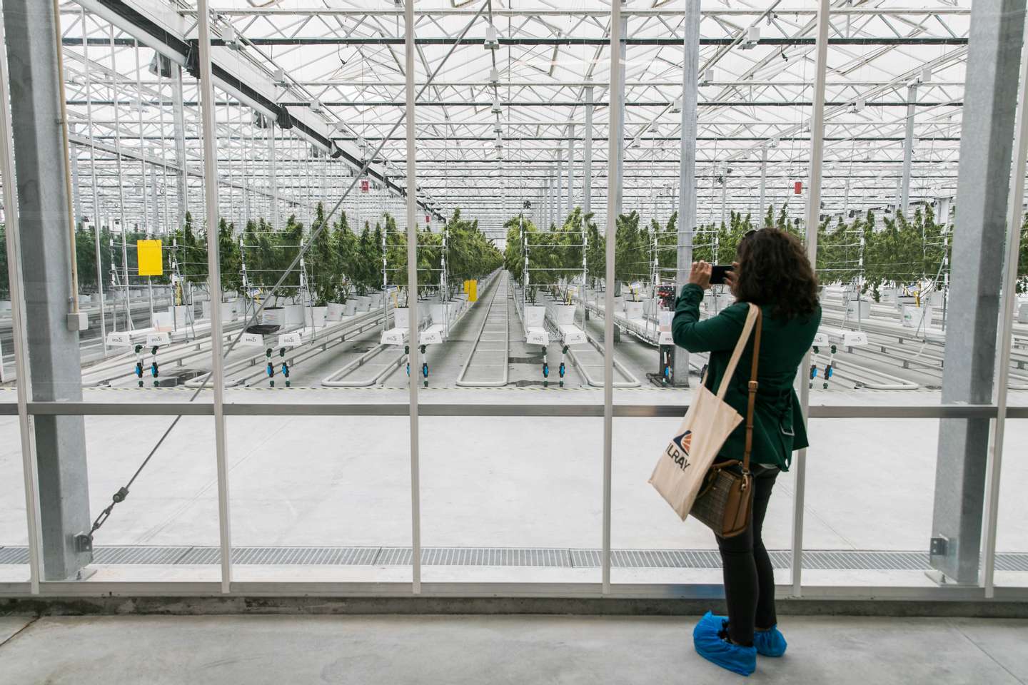 Inauguração das instalações de produção de canábis medicinal da Tilray em Portugal, em Cantanhede. JOÃO PORFÍRIO/OBSERVADOR