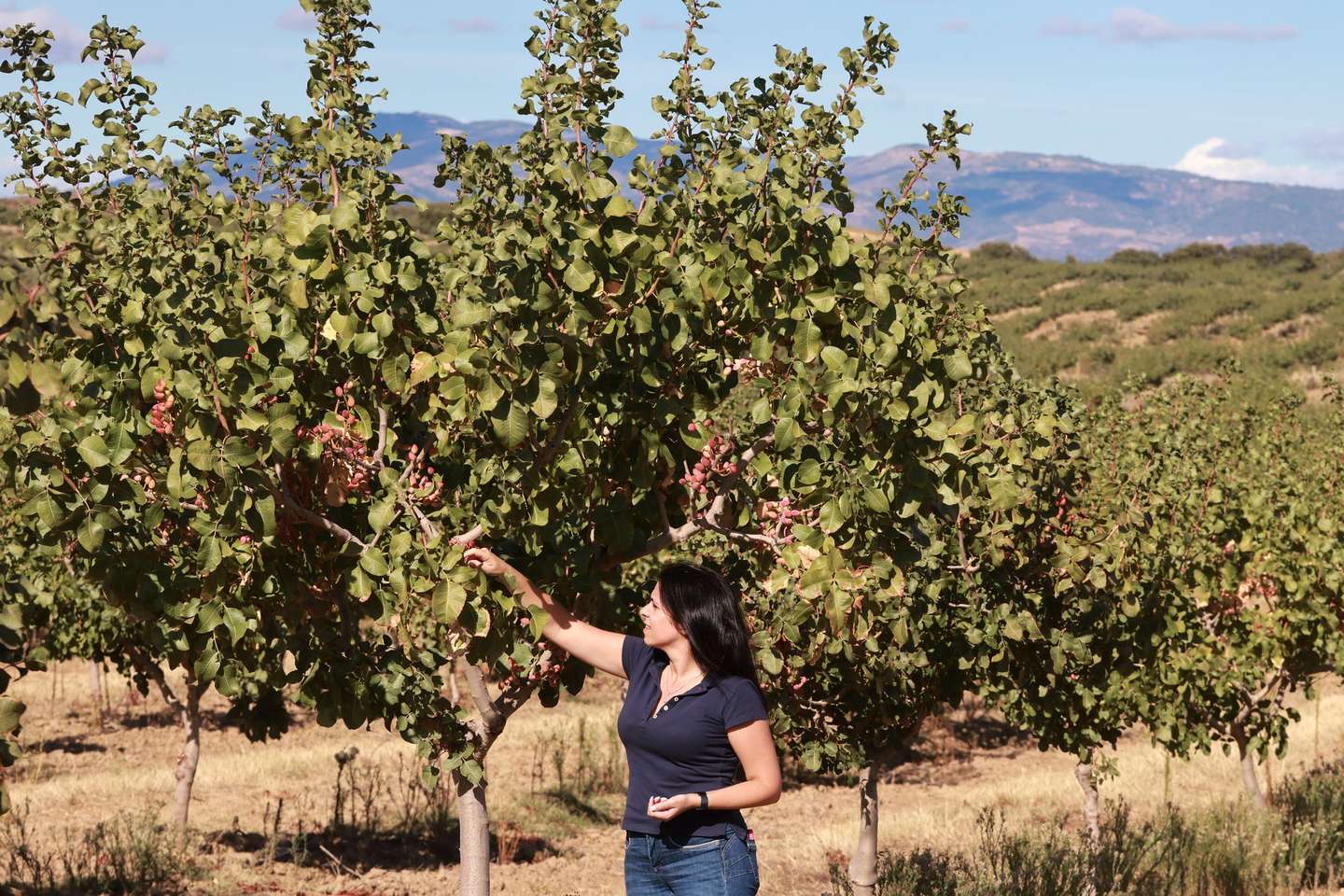 A agricultora, Cátia Afonso, inspeciona uma árvore de pistácio no seu pomar, em Torre de Moncorvo, Bragança, 08 de outubro de 2025. A cultura de pistácios na região do Douro Superior e Vale da Vilariça está a ser encarada como recurso com bastante potencial produtivo, sendo um fruto seco com escoamento garantido, havendo já apostas consideráveis para o seu cultivo. (ACOMPANHA TEXTO DA LUSA DO DIA 11 DE OUTUBRO DE 2025). FRANCISCO PINTO/LUSA
