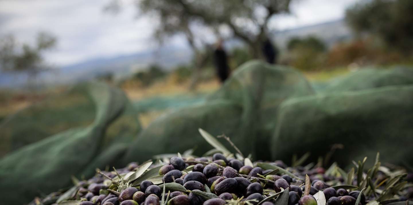 Apanha da azeitona em Valpaços, Vila Real, 9 de novembro de 2023. Dois anos consecutivos de quebra de produção de azeite preocupam os produtores de Valpaços, concelho onde a agricultura é a base da economia e se cruzam técnicas tradicionais com as mais modernas de apanha de azeitona. (ACOMPANHA TEXTO DO DIA 12 DE NOVEMBRO DE 2023). JOSÉ COELHO/LUSA