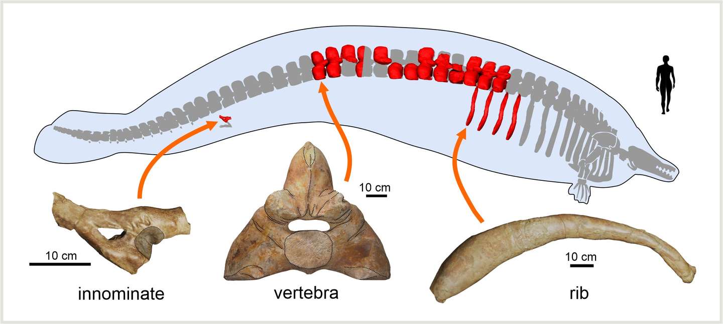 Preserved bones of the new species, Perucetus colossus