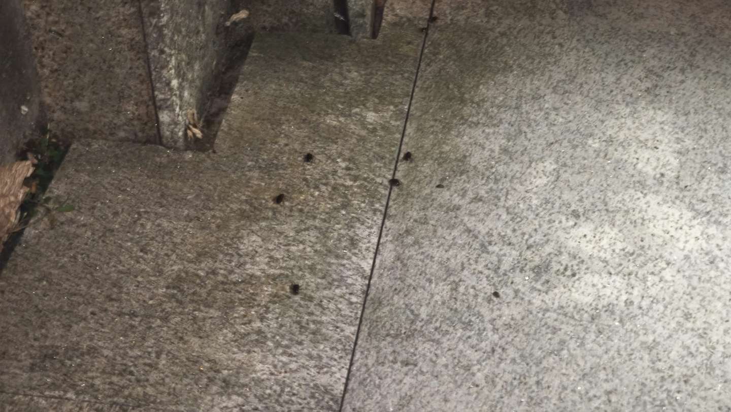 Reportagem em Águas Santas sobre praga de baratas