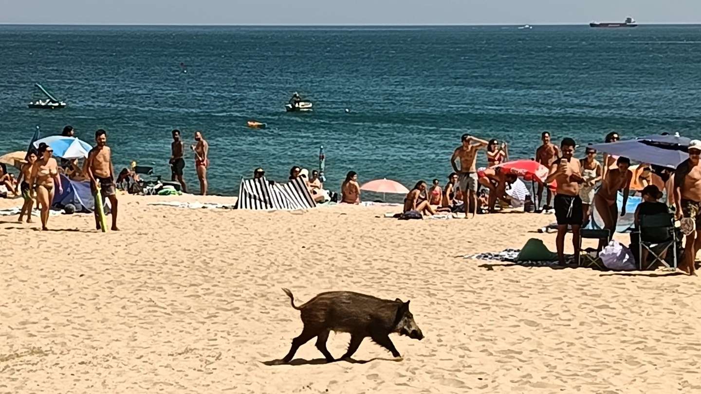 Javali em praia da Arrábida