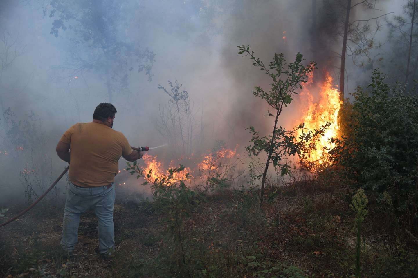 Incêndio em Penalva de Castelo, Viseu, a 16 de setembro de 2024