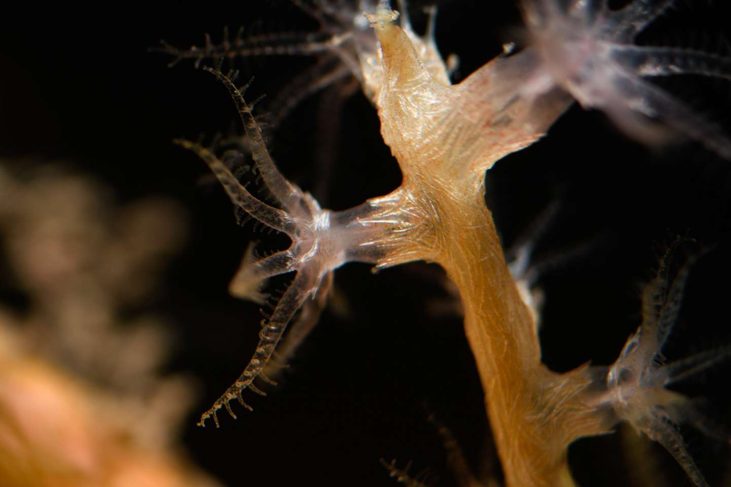 Anémona Ocean Census