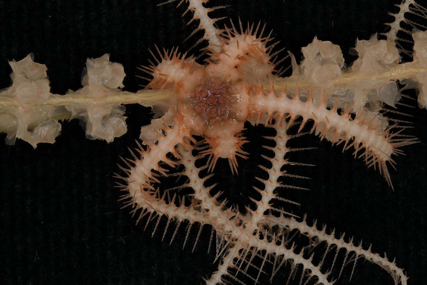 Nova espécie de crustáceo Ocean Census