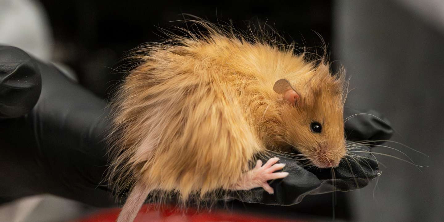 "Ratinho-lanoso Colossal", ratinho com pelo de mamute