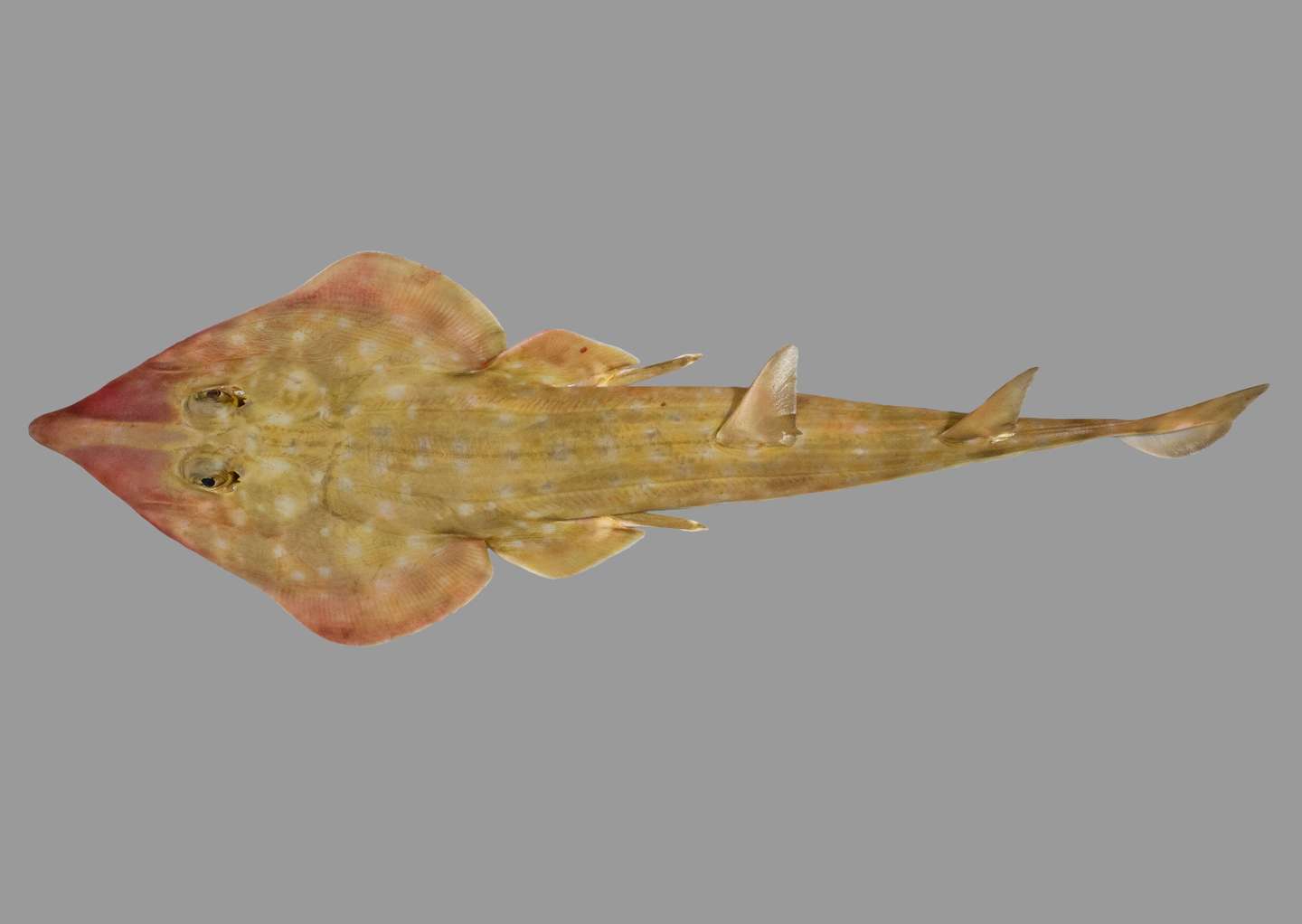 Nova espécie de anémona Ocean Census