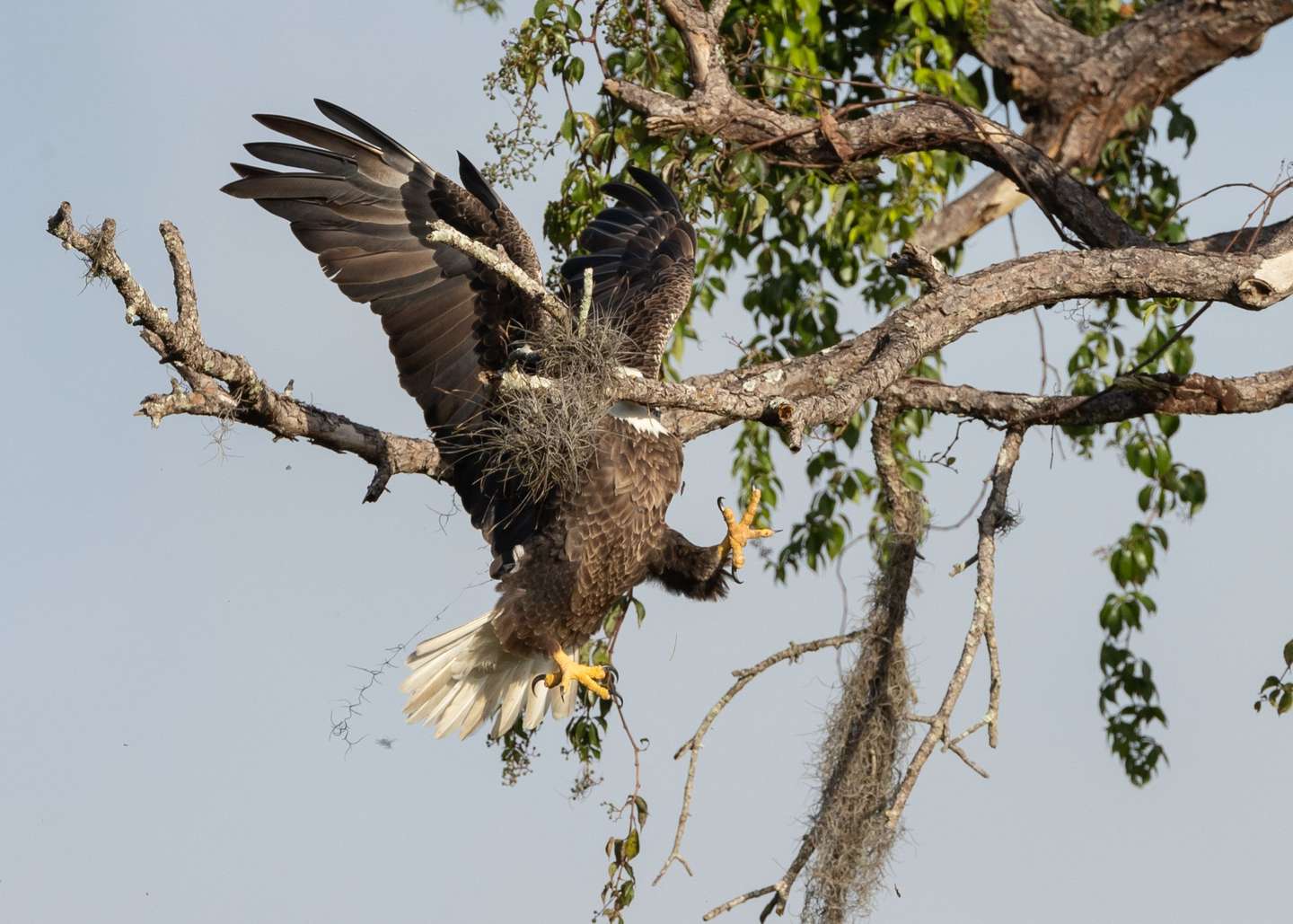 Majestic and Graceful Bald Eagle