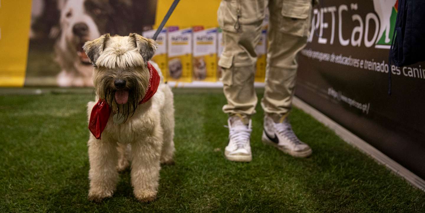 No espaço de uma escola canina há animais formados numa espécie de ensino superior e há orgulhosos donos e professores