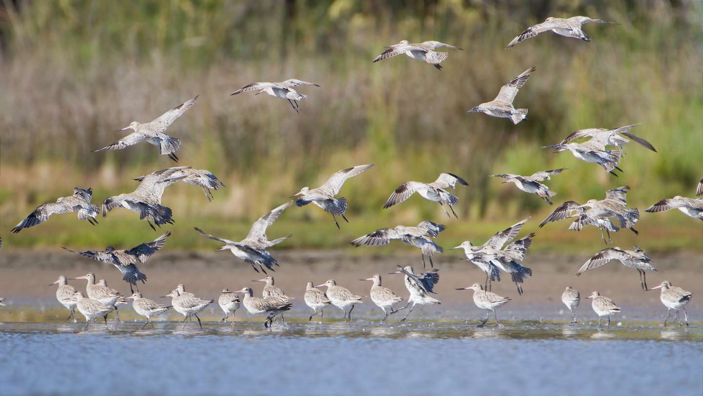 A flock of Bar-tailed Godwit landing (Limosa lapponica), Orielton Lagoon, Tasmania, Australia