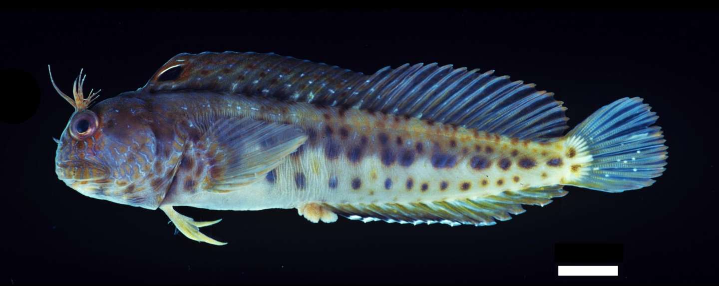 Nova espécie de verme marinho Ocean Census