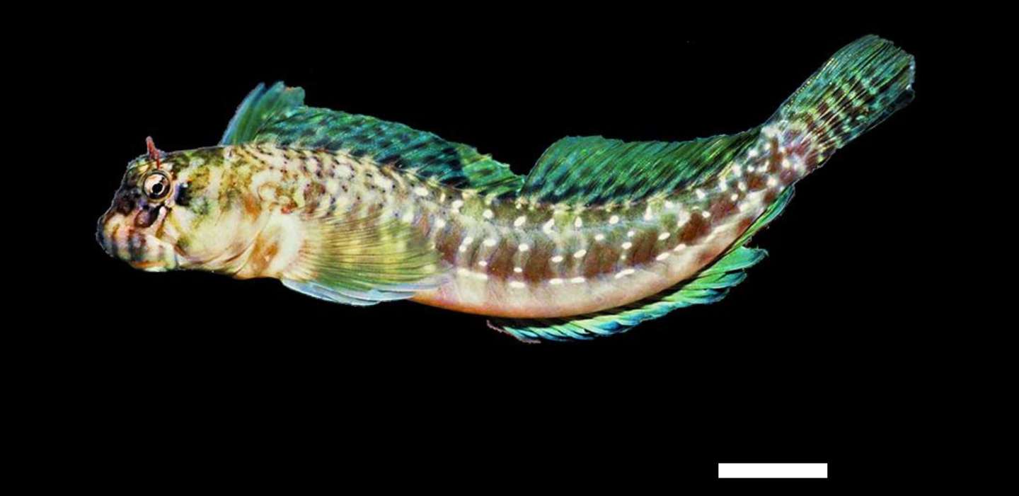 Nova espécie de ofiura Ocean Census