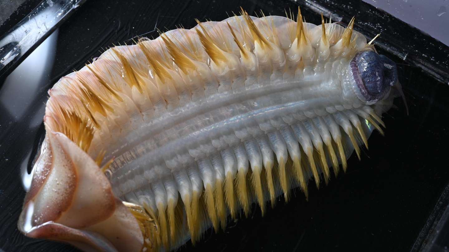 Nova espécie de verme marinho Ocean Census