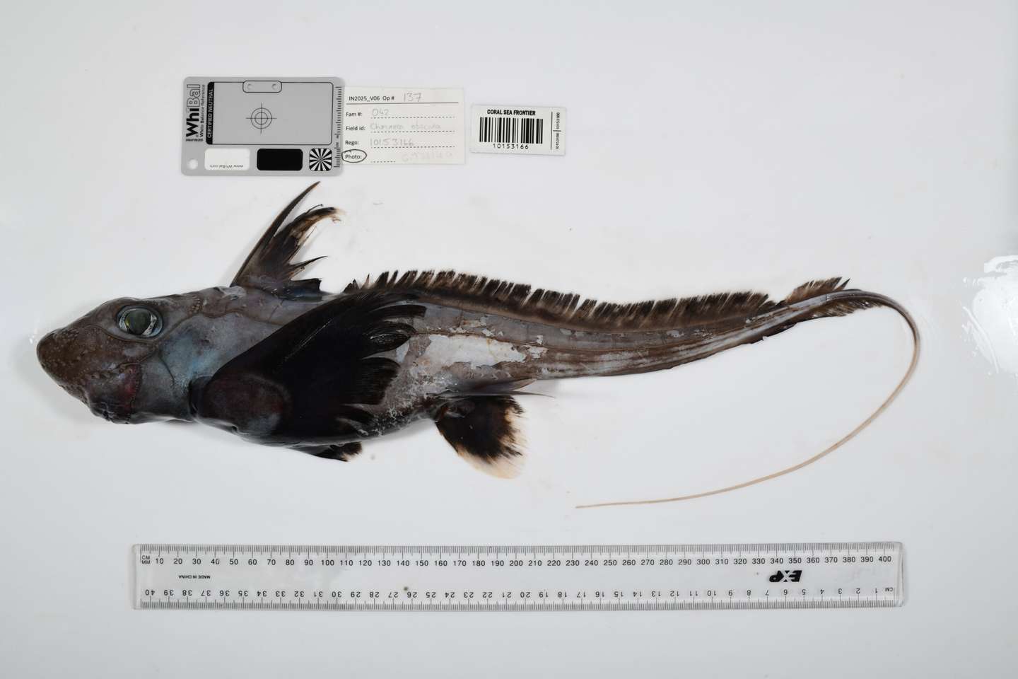 Ocean Census