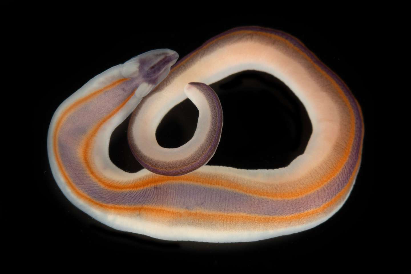 Ocean Census