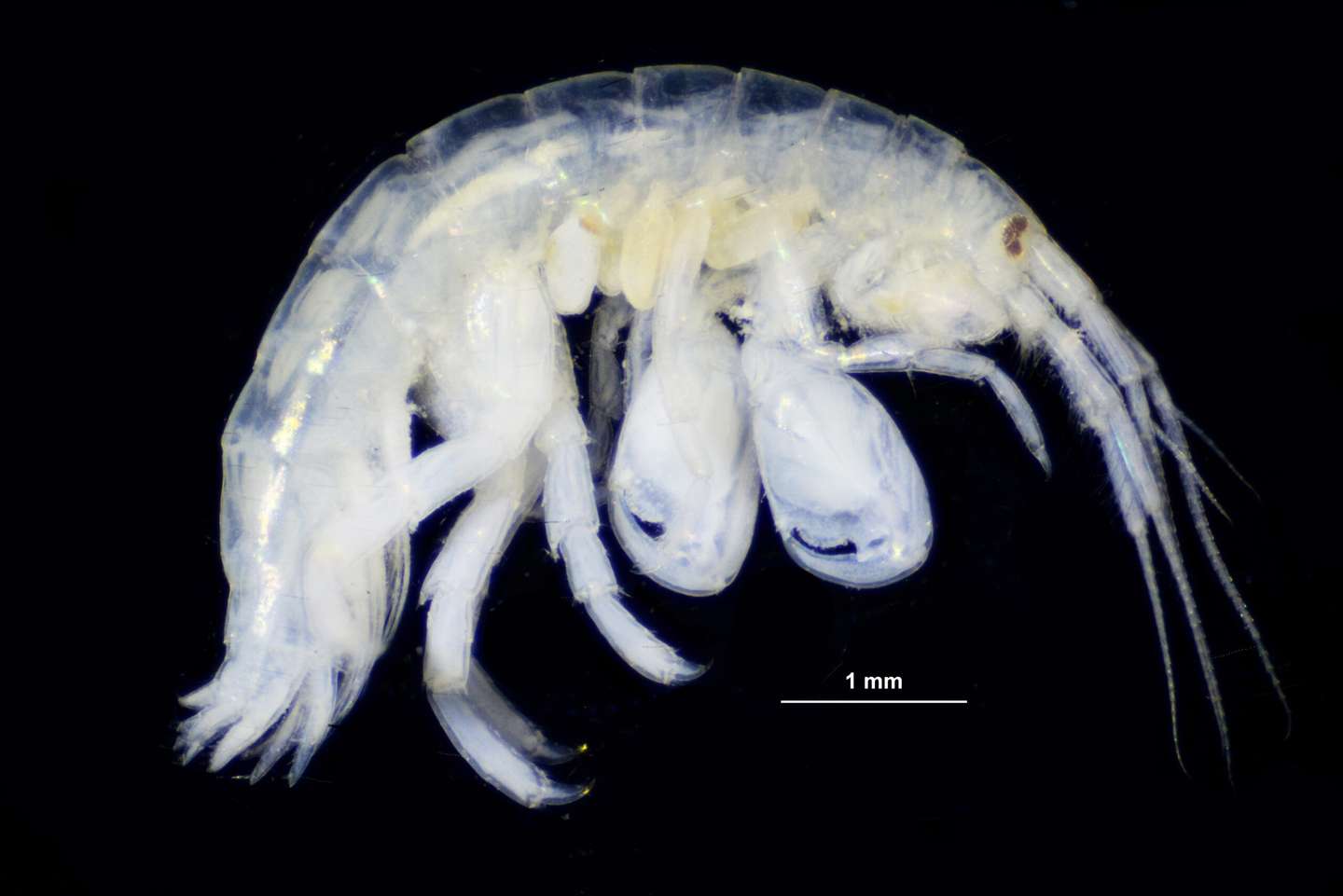 Nova espécie de crustáceo Ocean Census