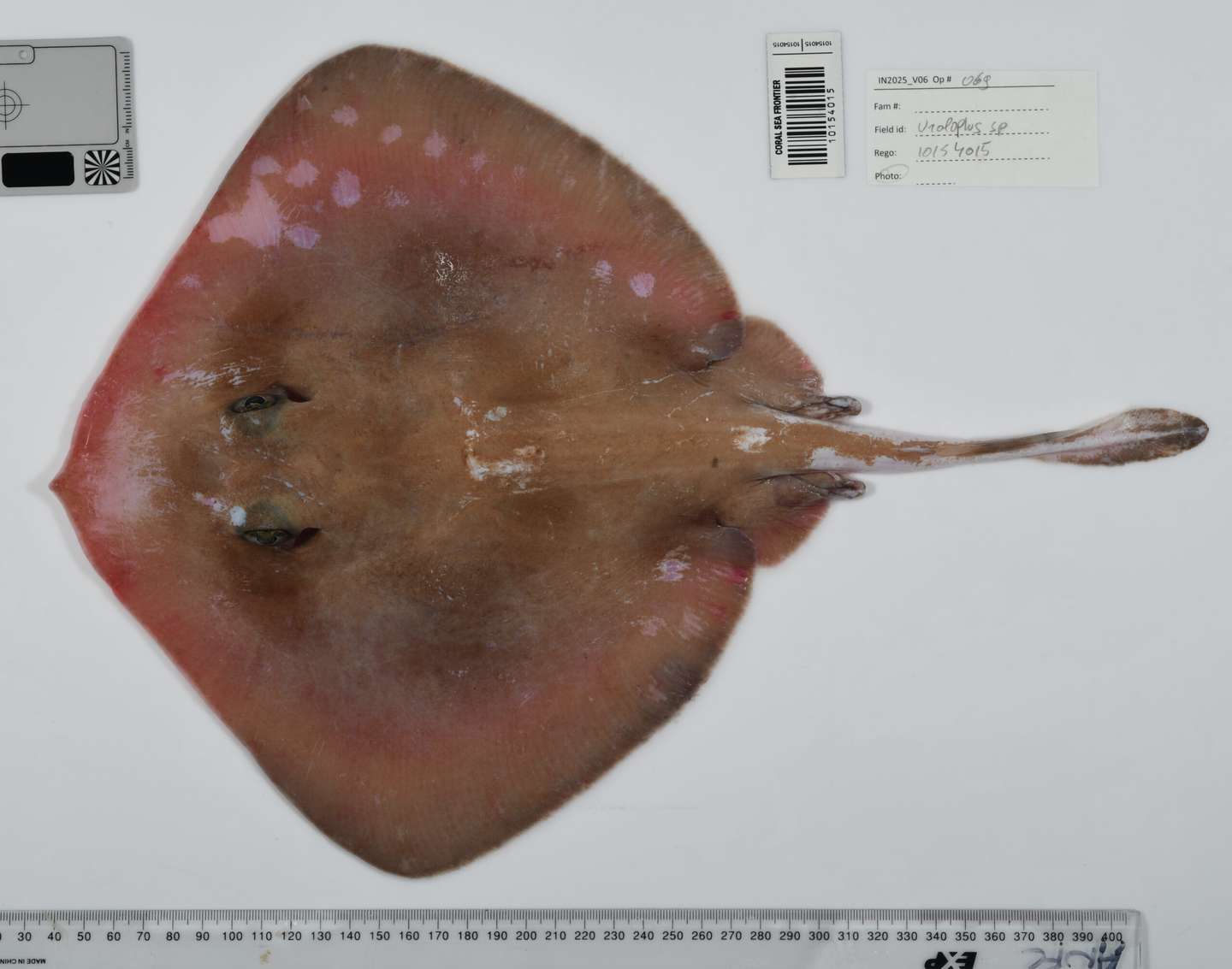 Nova espécie de raia Ocean Census
